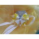 Butterfly8 hair clip/bros